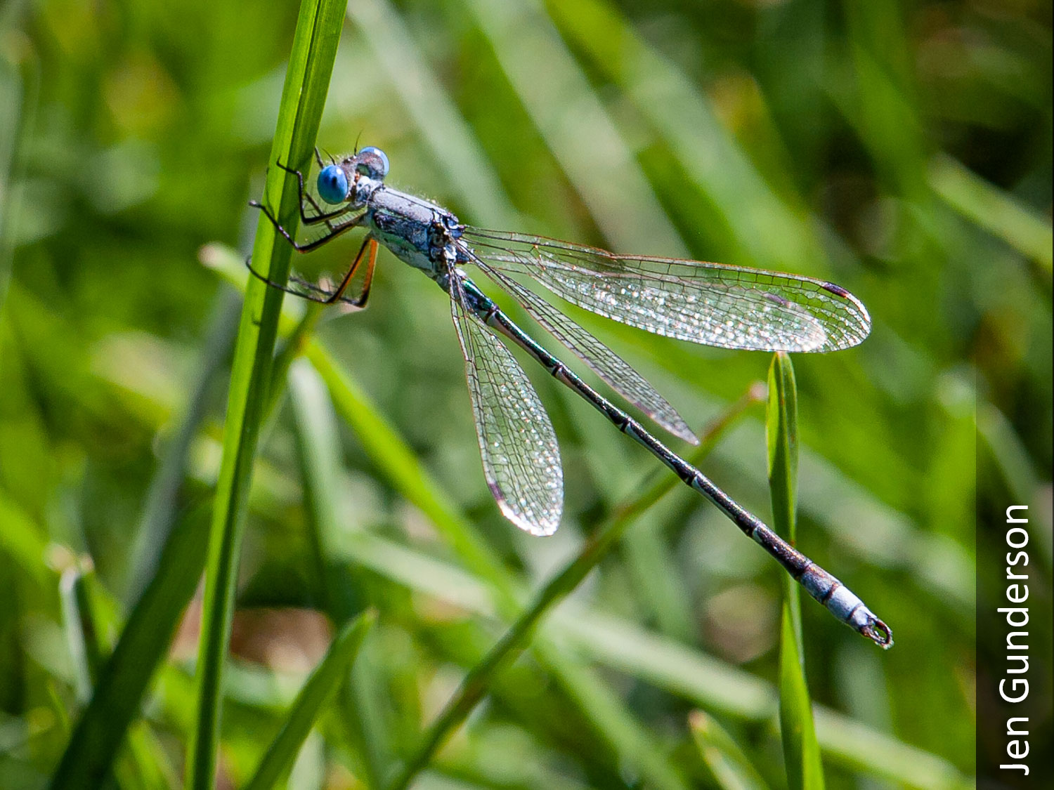 Blue damselfly