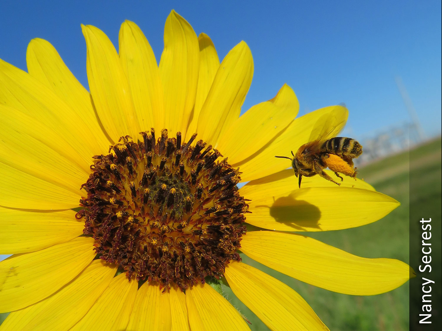 Honeybee and sunflower