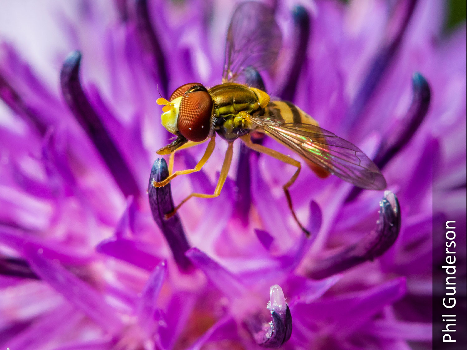 American hoverfly