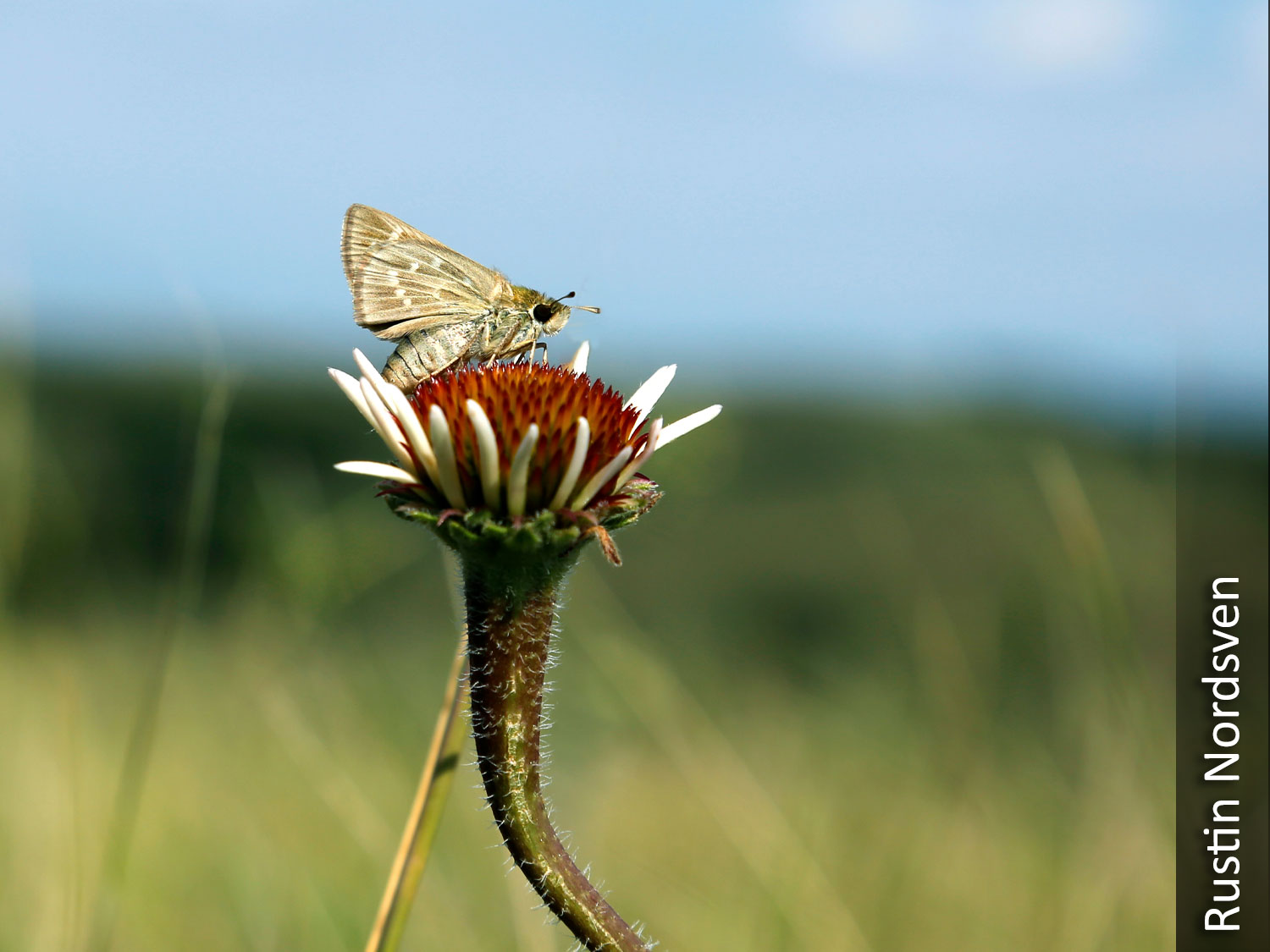 Dakota skipper