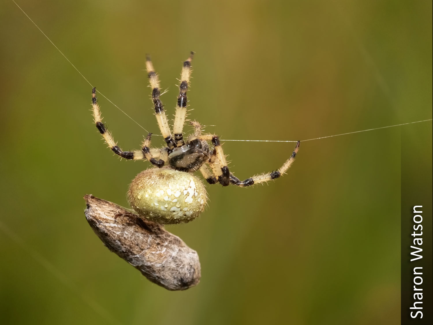 Shamrok orb weaver spider