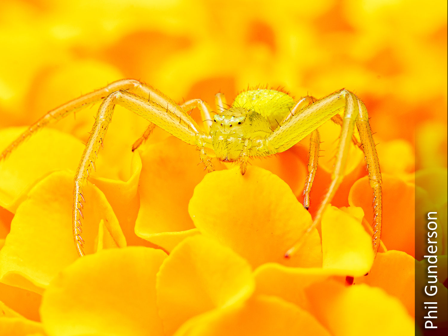 White-banded crab spider