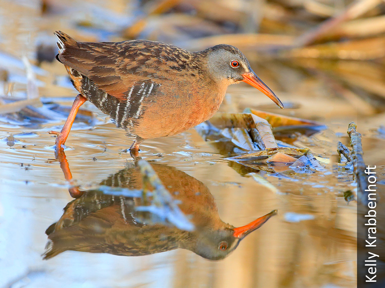 Virginia Rail