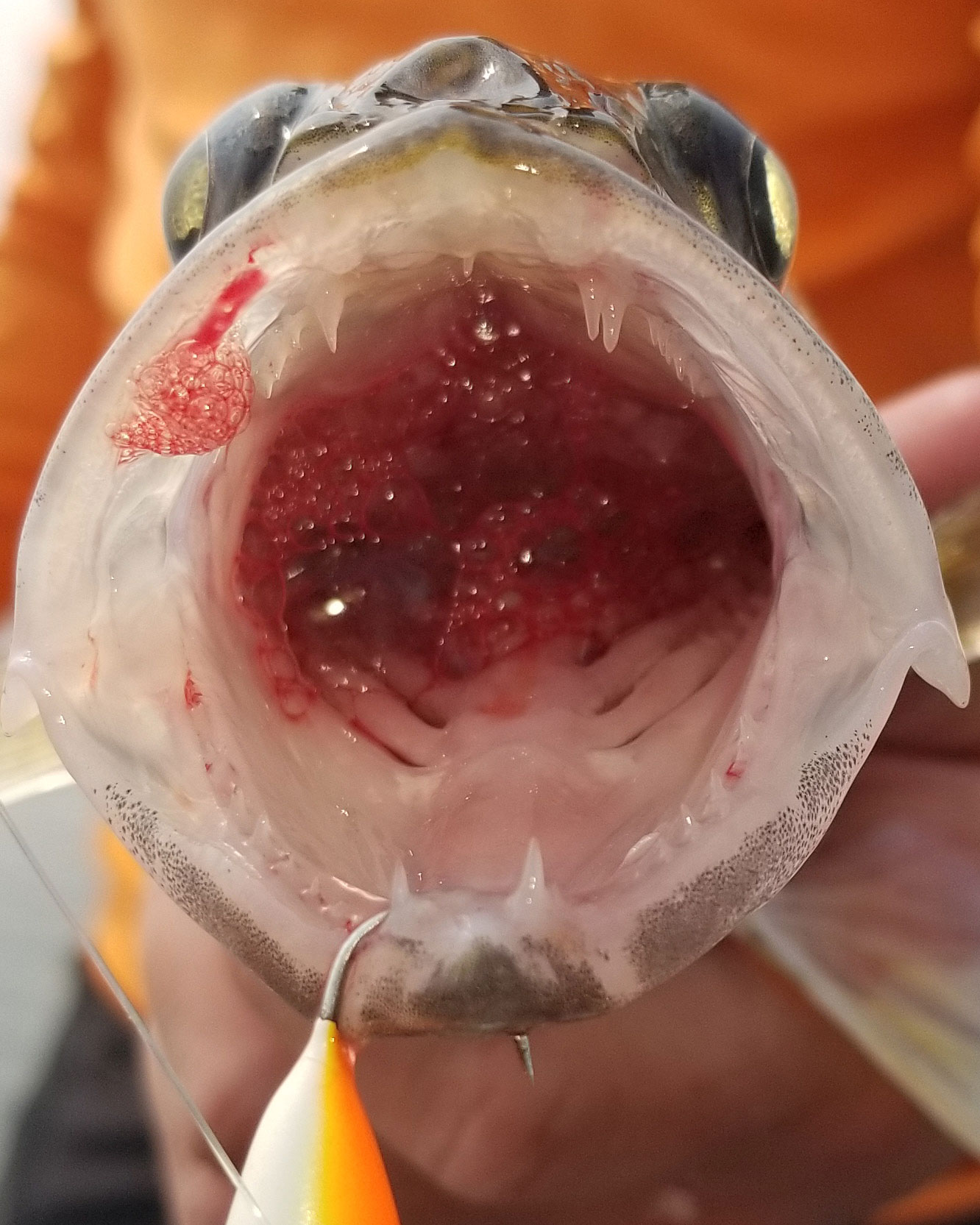 Swollen eyes and bloody mouth of fish with barotrauma