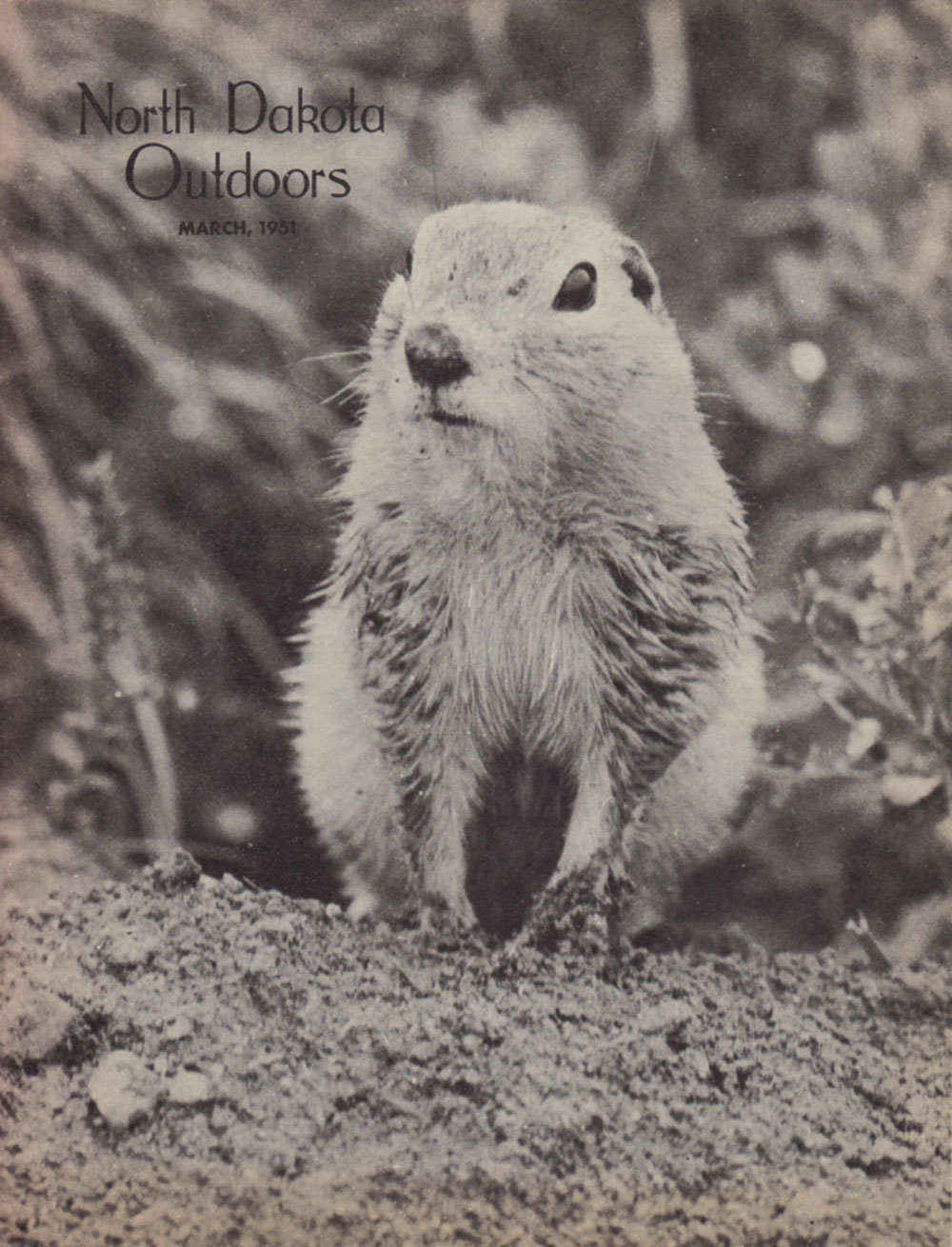 Cover of North Dakota Outdoors for the month of March 1951