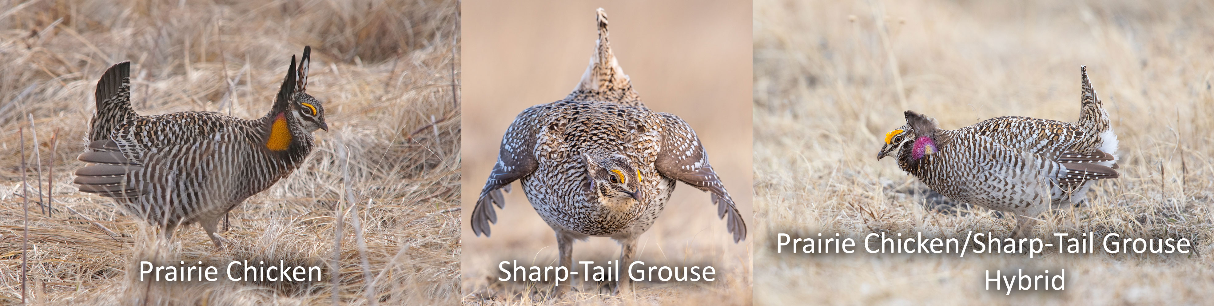 Prairie chicken (left), sharp-tail grouse (middle), prairie chicken/sharp-tail grouse hybrid (right)