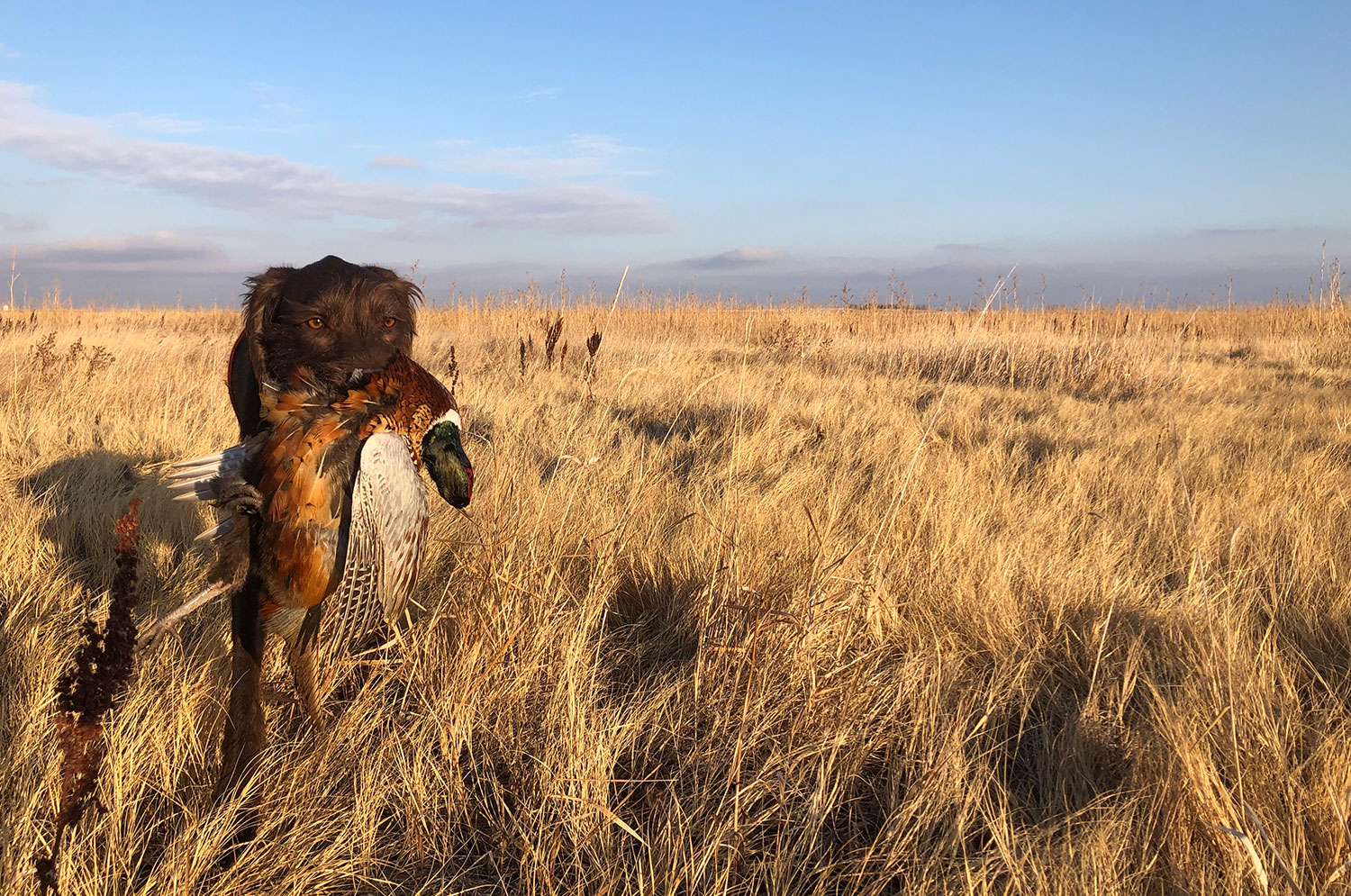 Hunting dog carrying pheasant