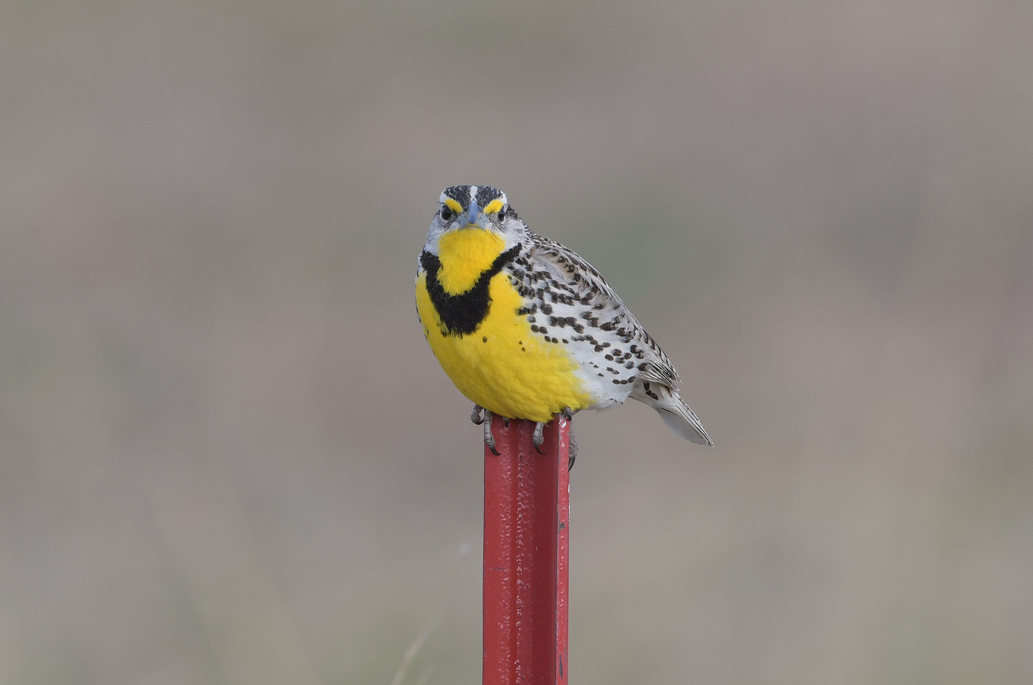 Meadowlark on fence post