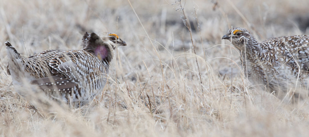 Prairie chicken/sharp-tail grouse hybrid (left) facing off against a sharp-tailed grouse (right)
