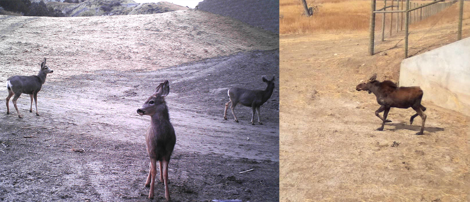 Mule deer (left) and moose (right) at wildlife crossing