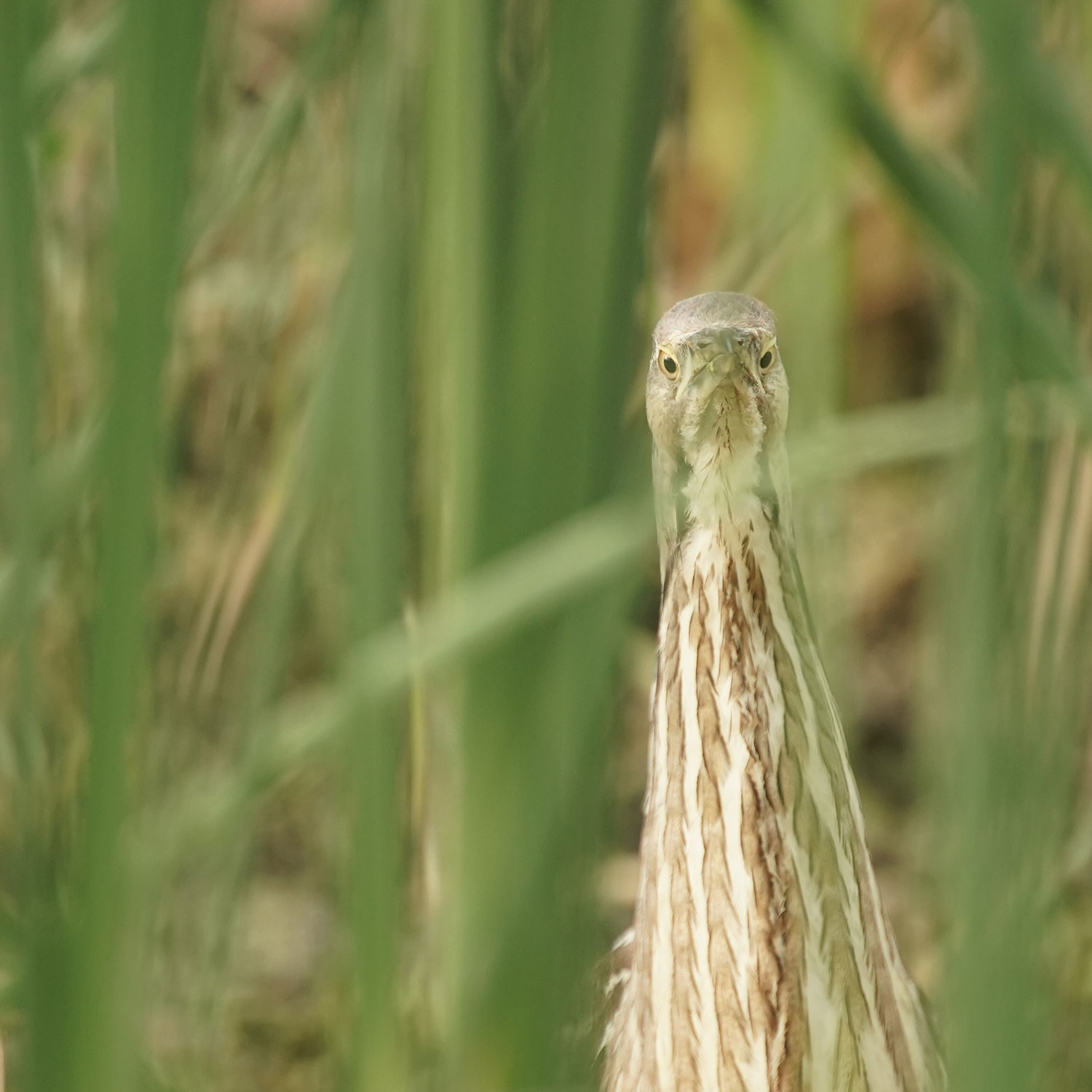 Bittern eyes from front of head
