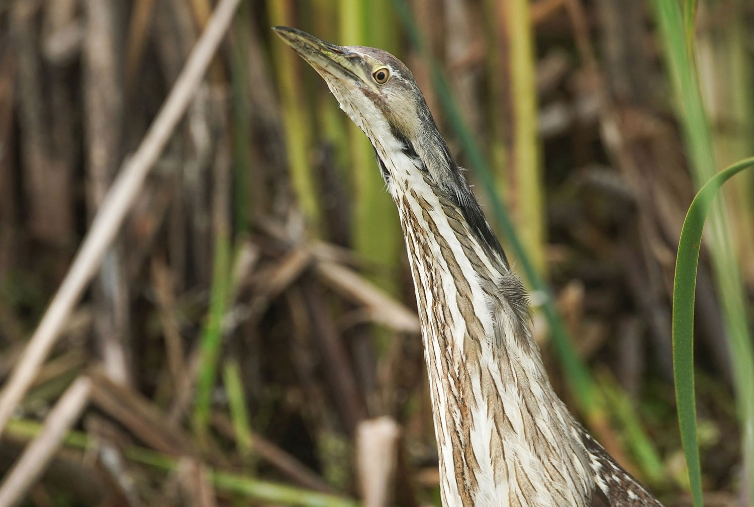 Bittern with its neck stretched out