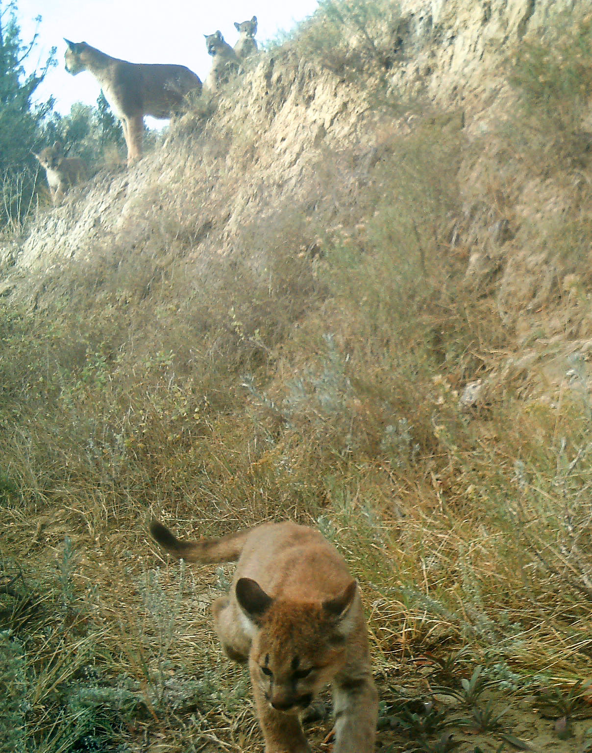 Trailcam photo of mountain lion with kittens