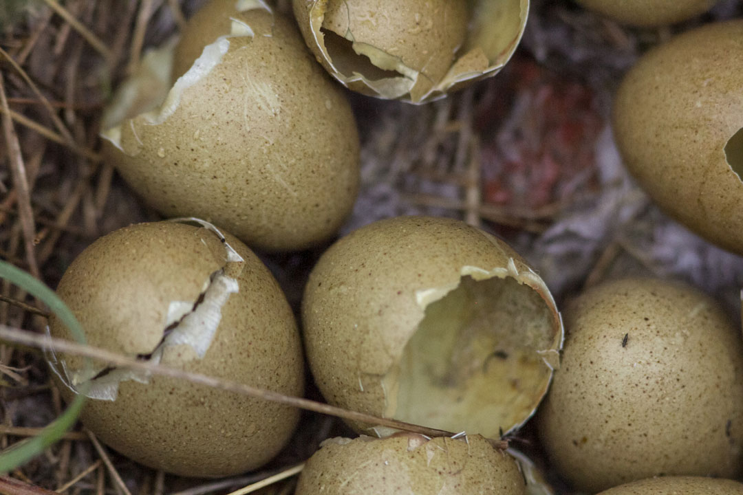 Sharp-tailed grouse eggshels