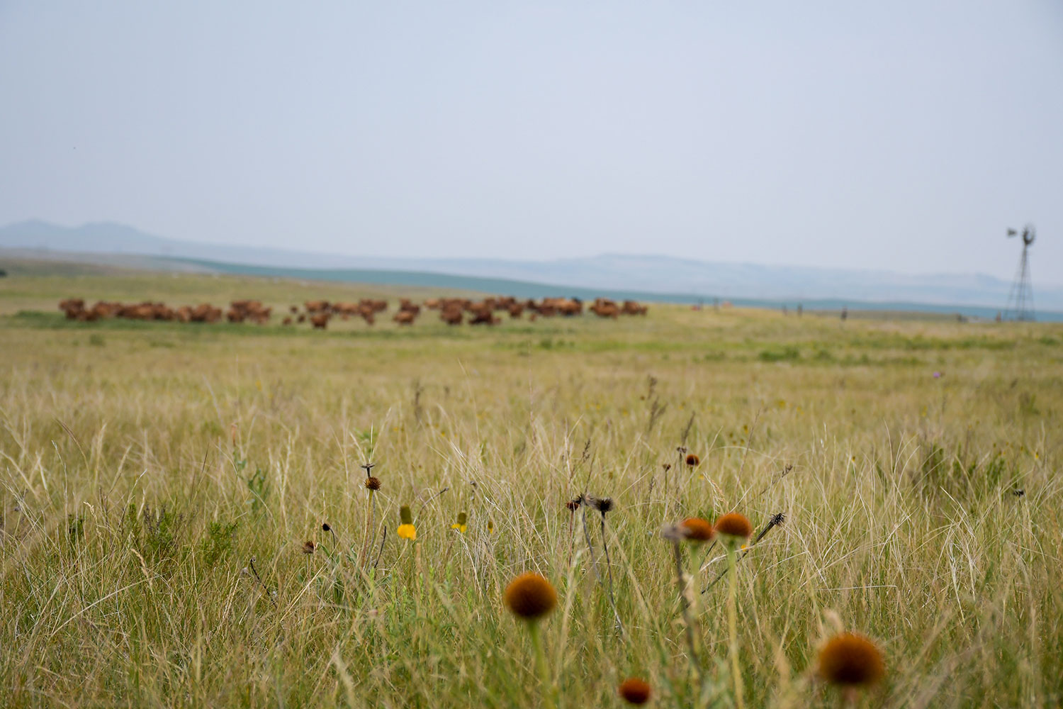 Prairie grasses in foreground, cattle grazing in back