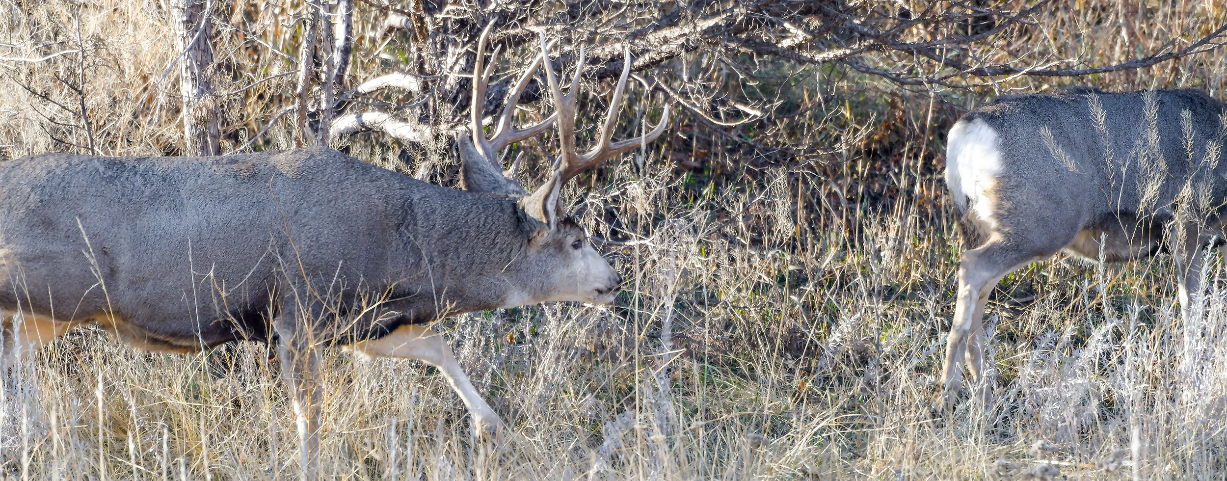 Mule deer buck following a doe during rut