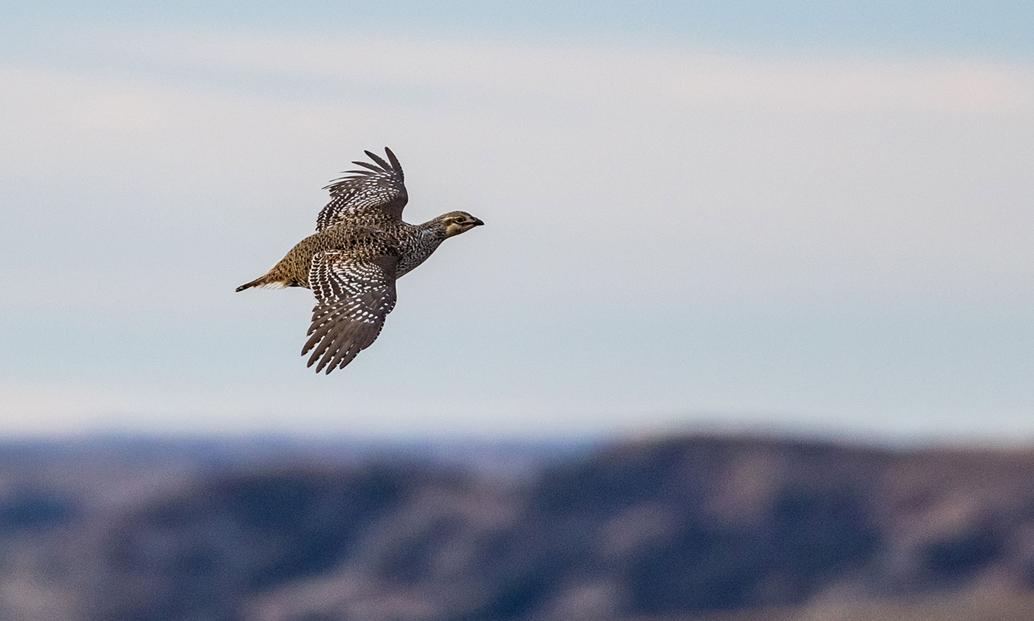 Sharp-tailed grouse flying