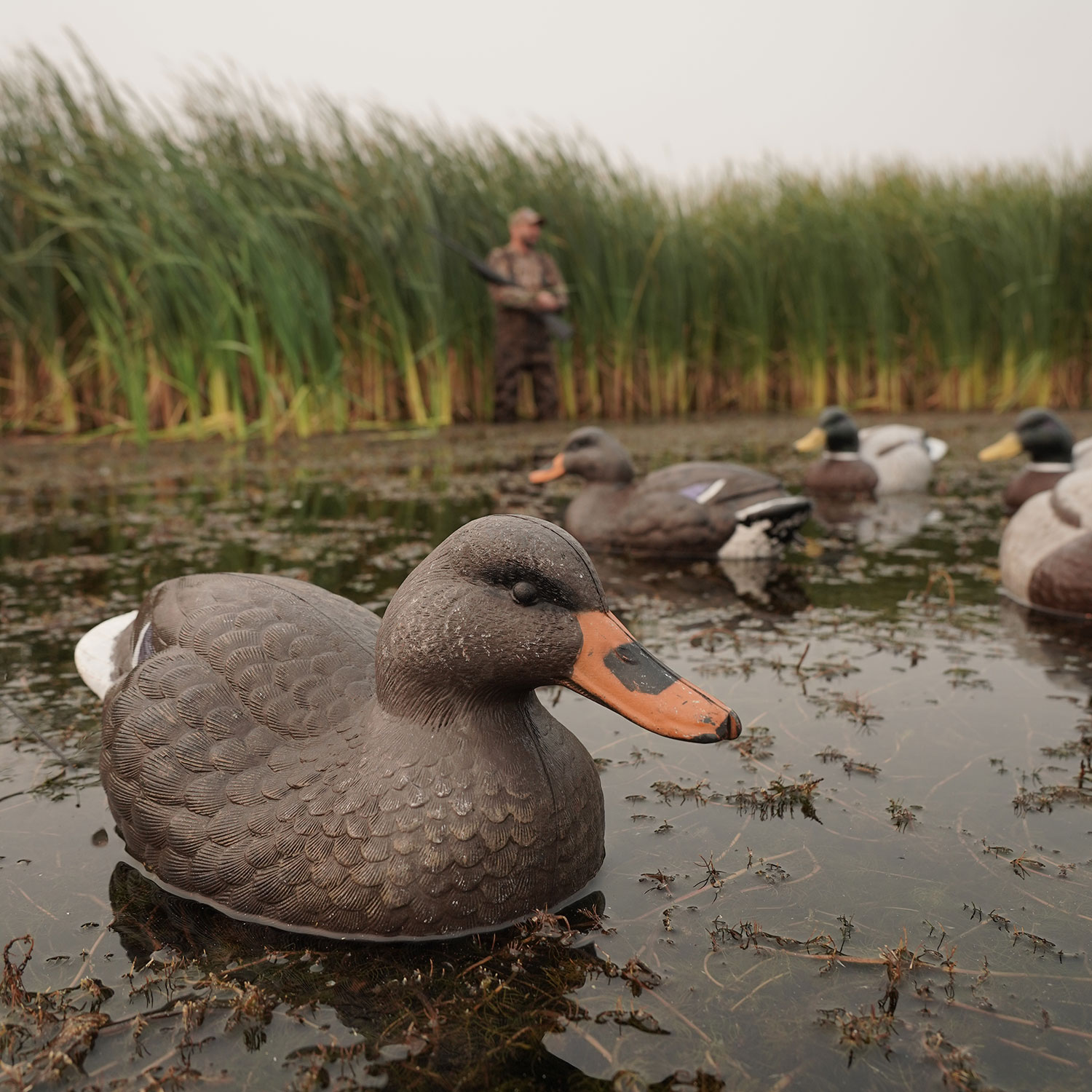 Duck decoys in water with hunter standing by cattails in the background