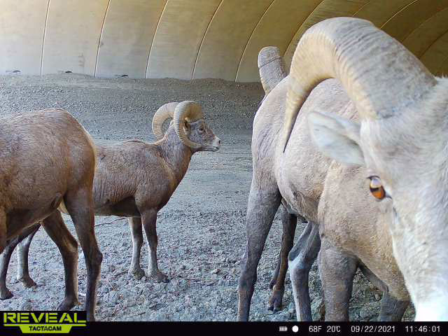 Sheep looking at trailcam in the wildlife crossing