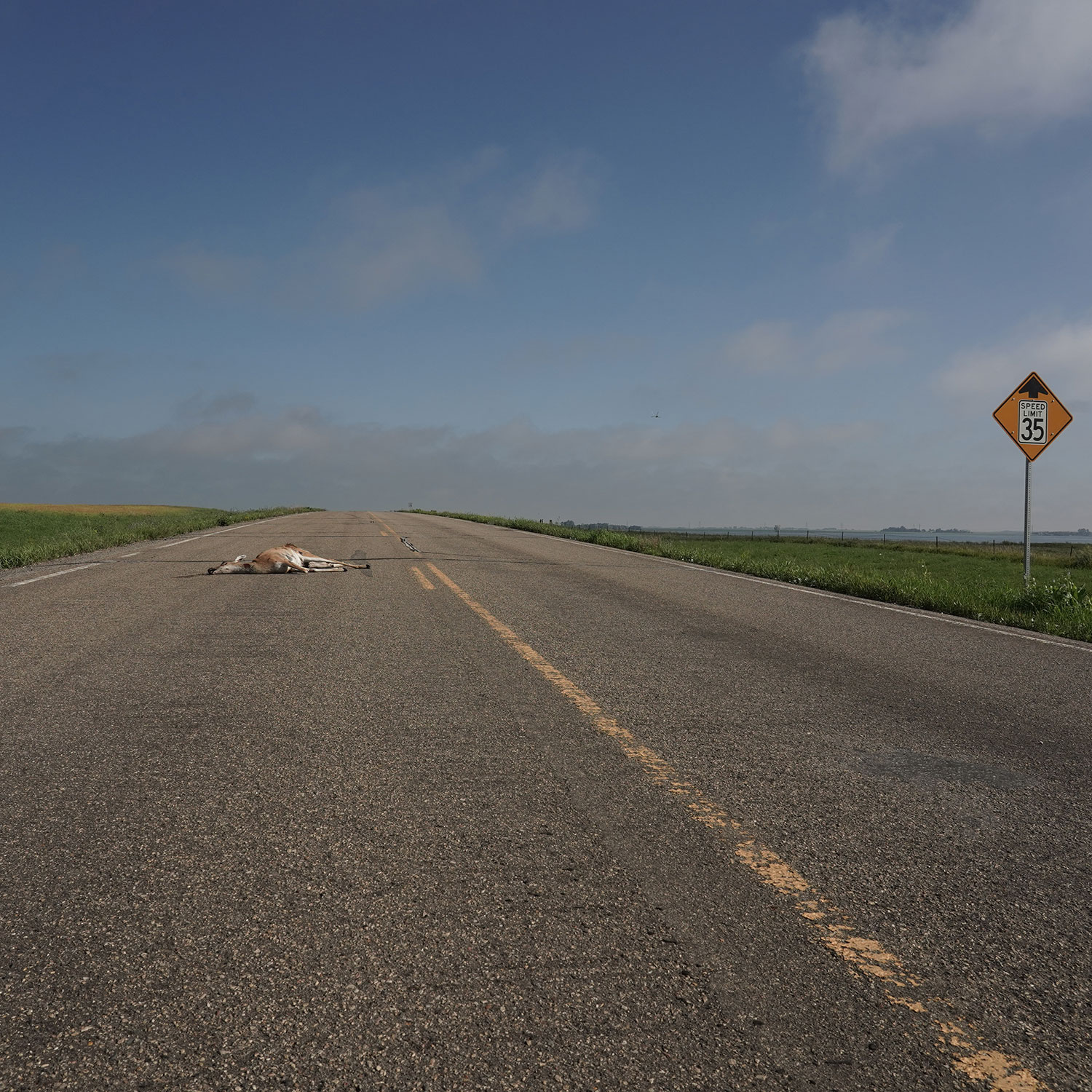 Dead deer on road