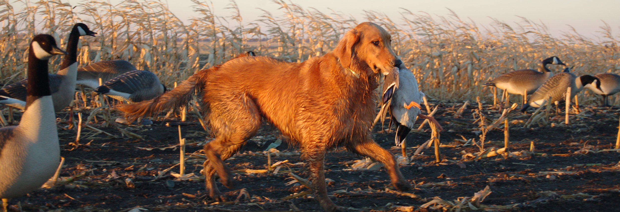 Dog among decoys carrying harvested duck