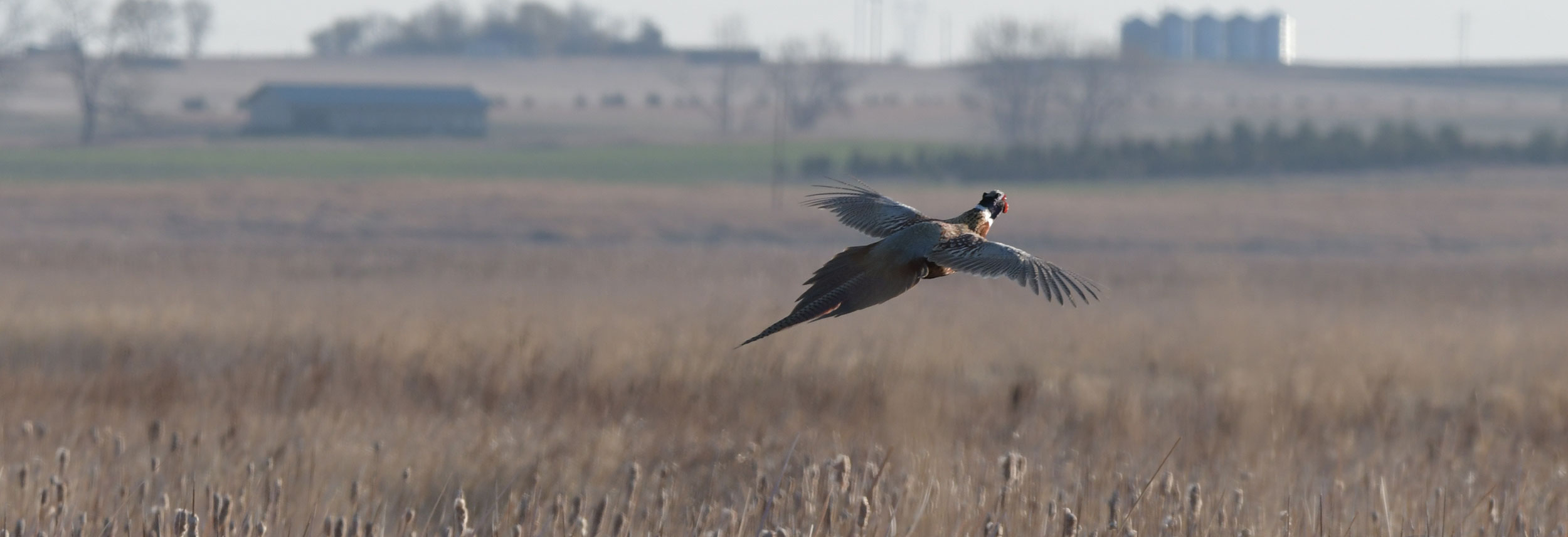 Pheasant flying