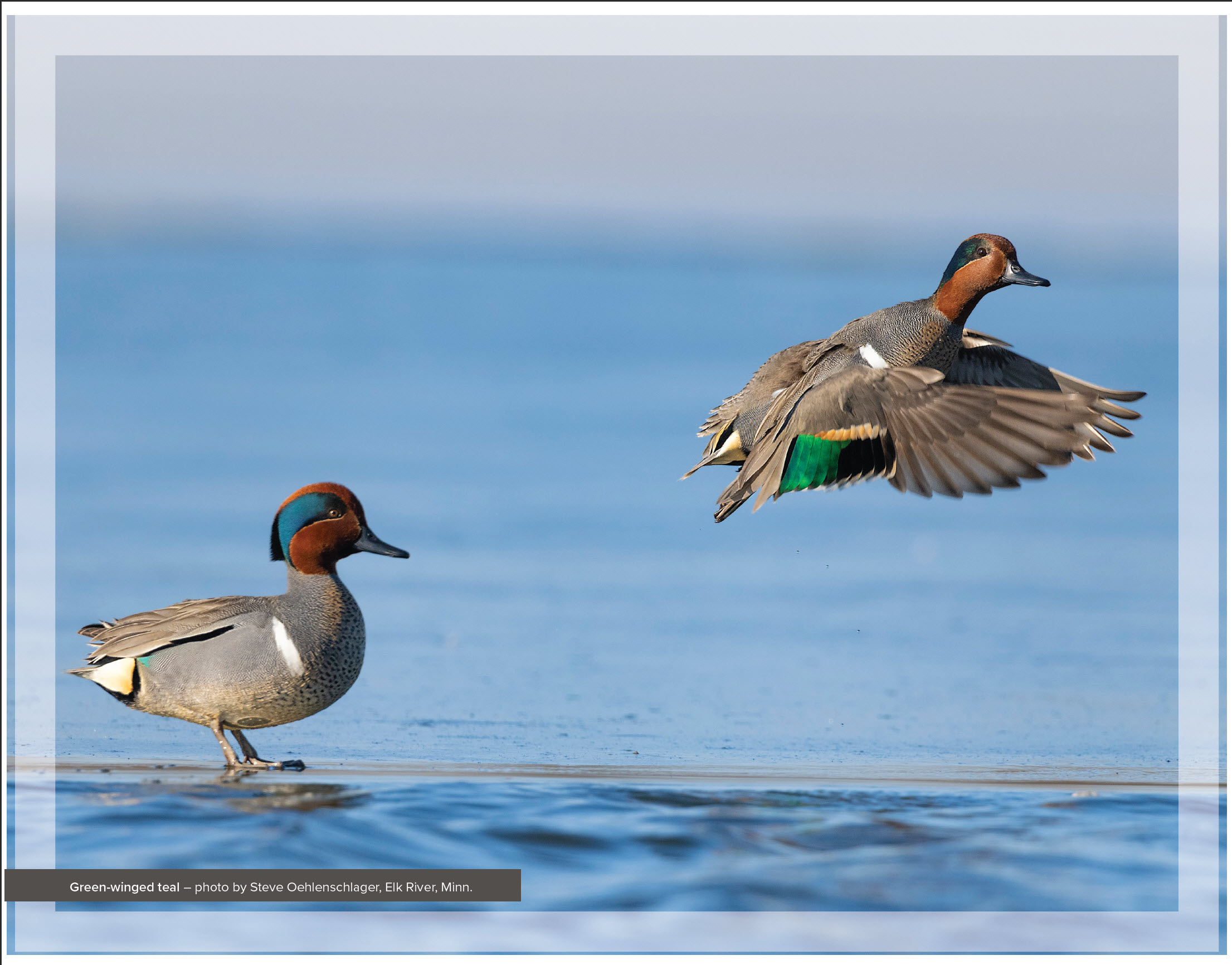 Green-winged teal taken by Steve Oehlenschlager