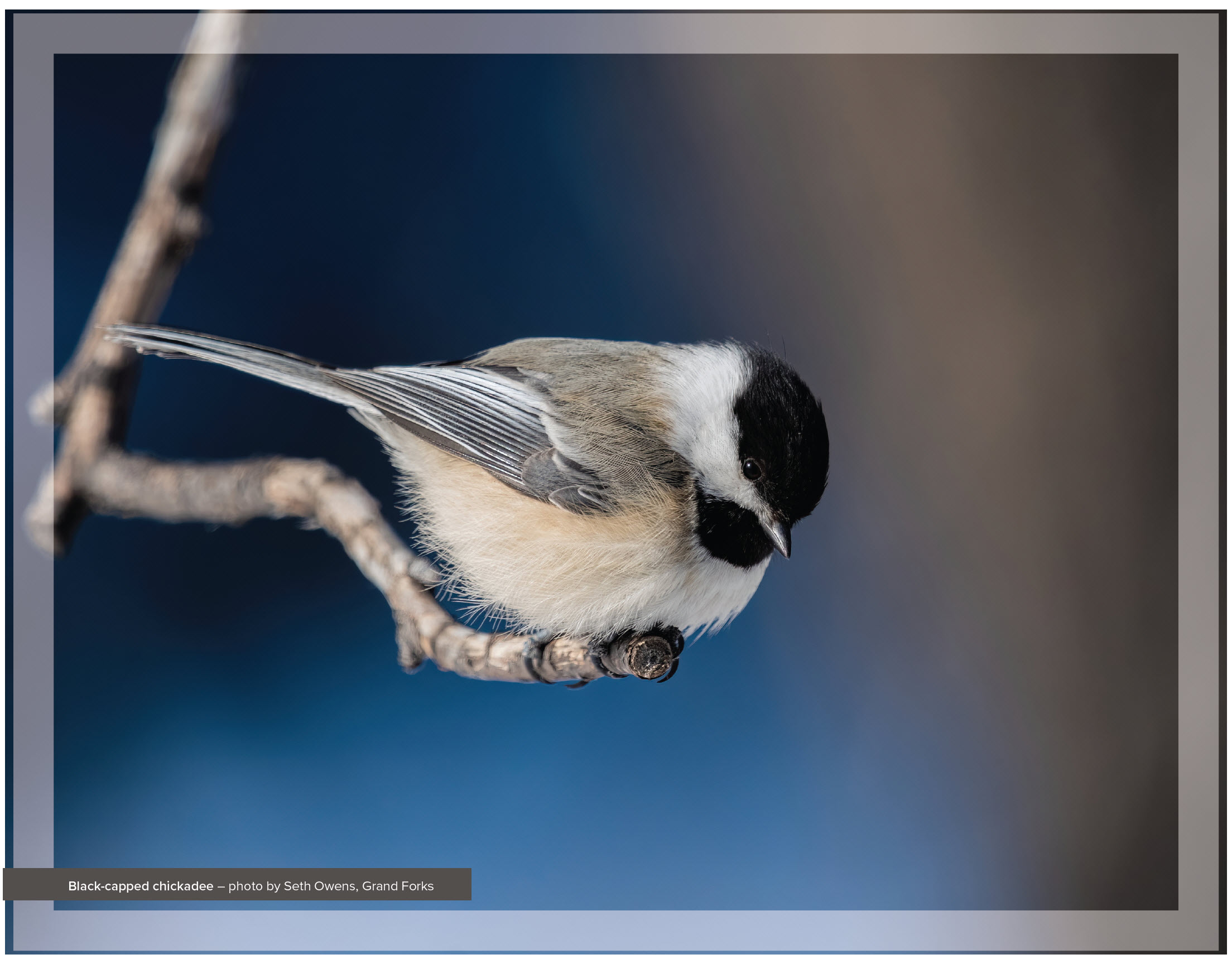 Black-capped chickadee taken by Seth Owens