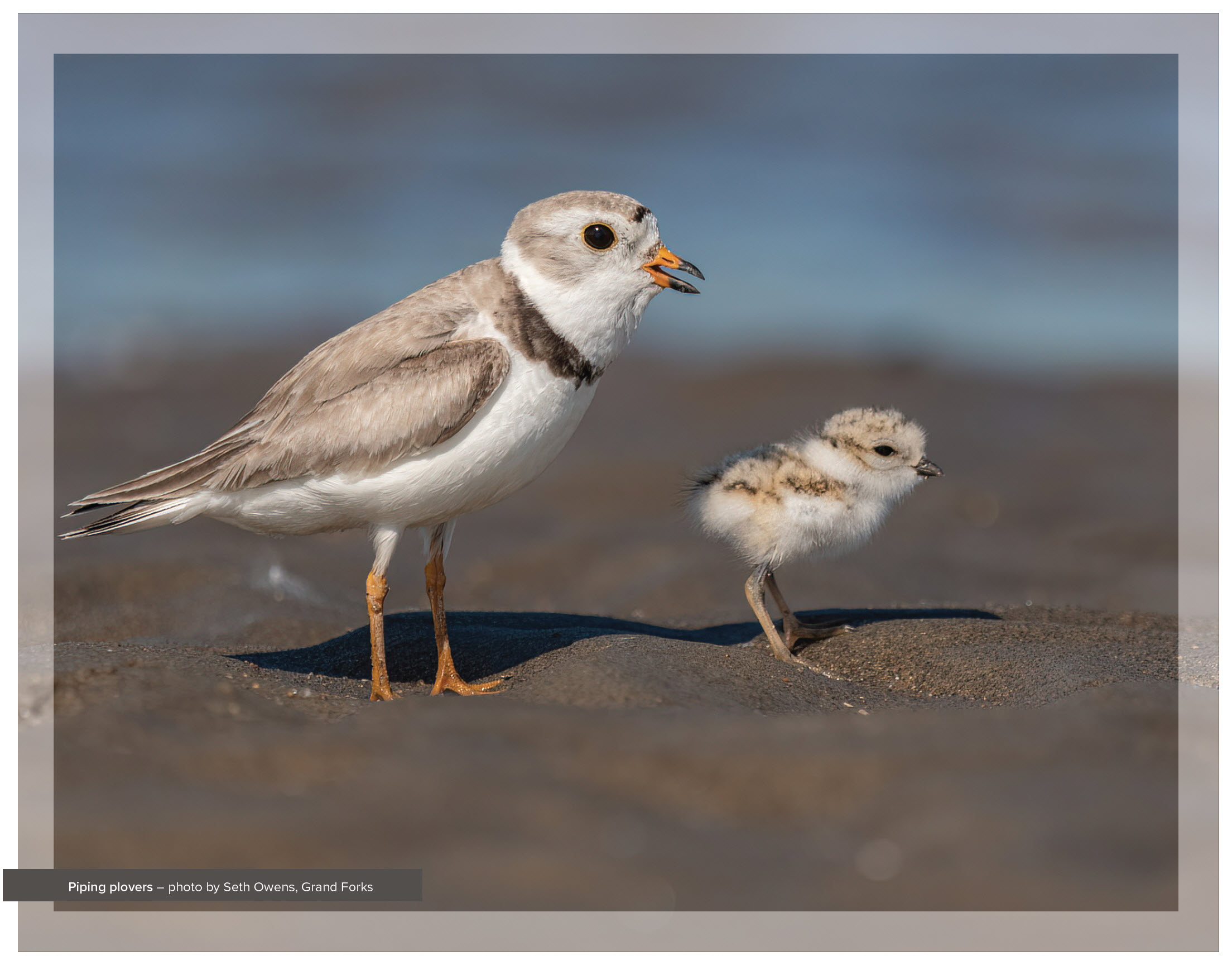 Piping plovers taken by Seth Owens
