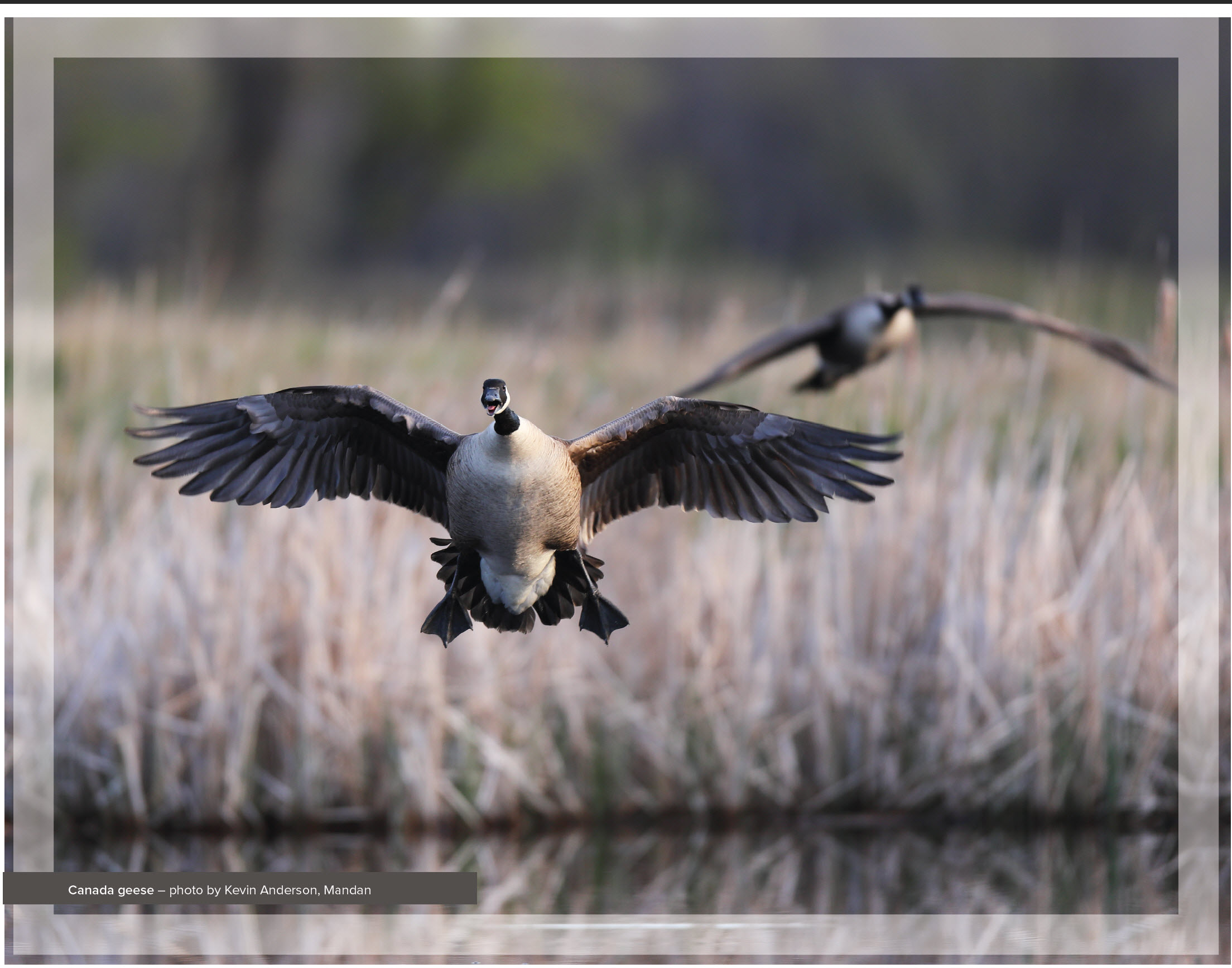 Canada geese taken by Kevin Anderson