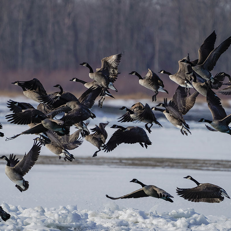 Flock of Canada geese taking off