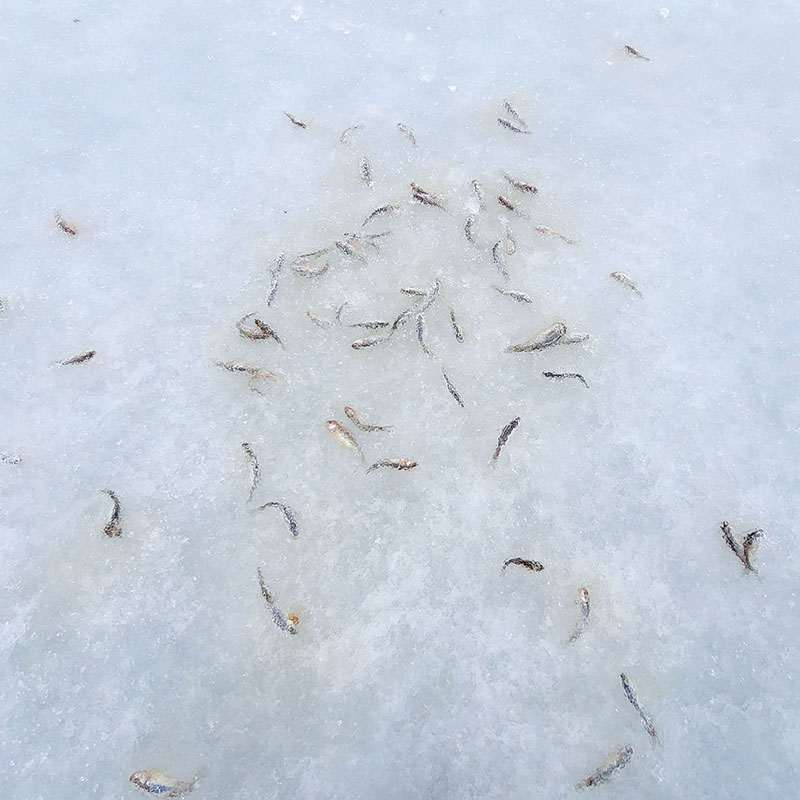 Bait fish left scattered on the ice