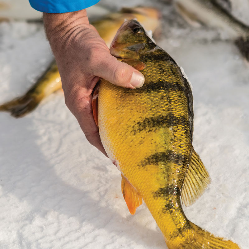 Perch caught while ice fishing