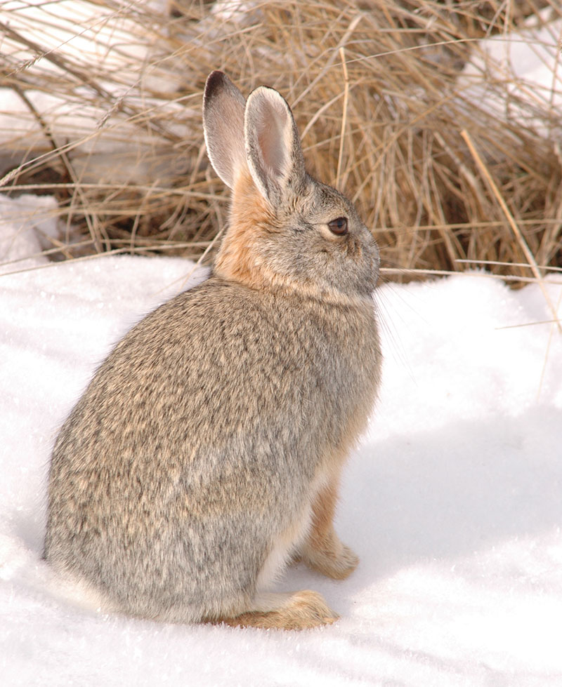 Cottontail in snow