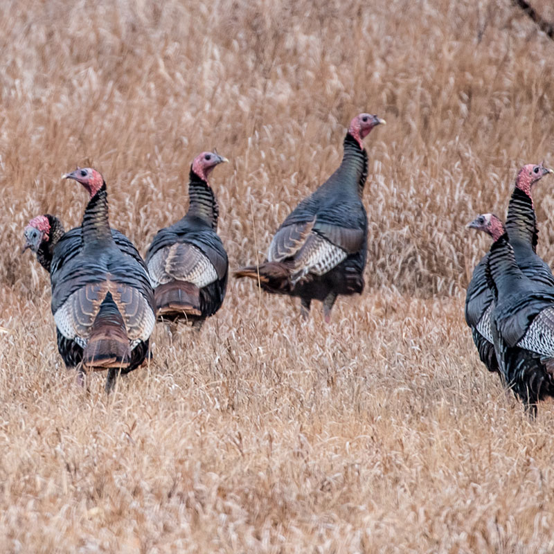 Turkeys in field