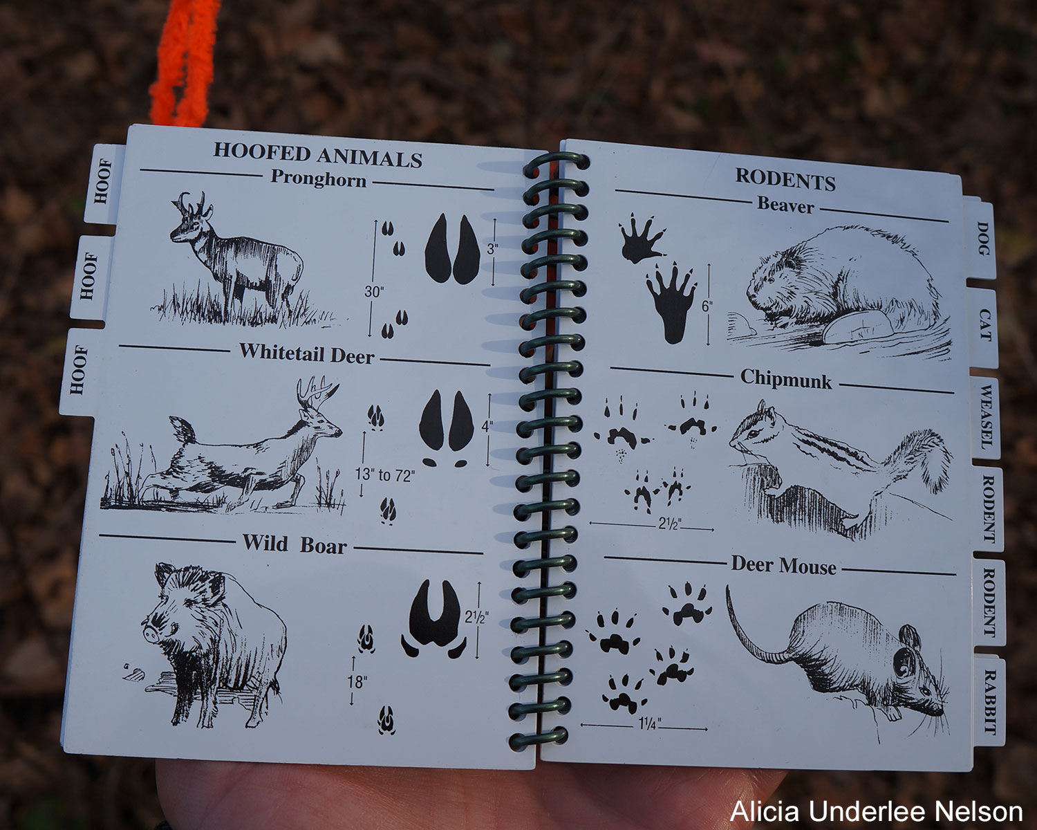 Pages from a book on animal tracks