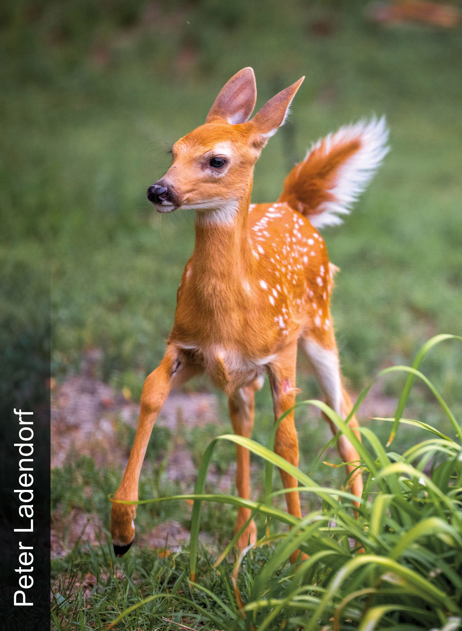 Whtietail fawn