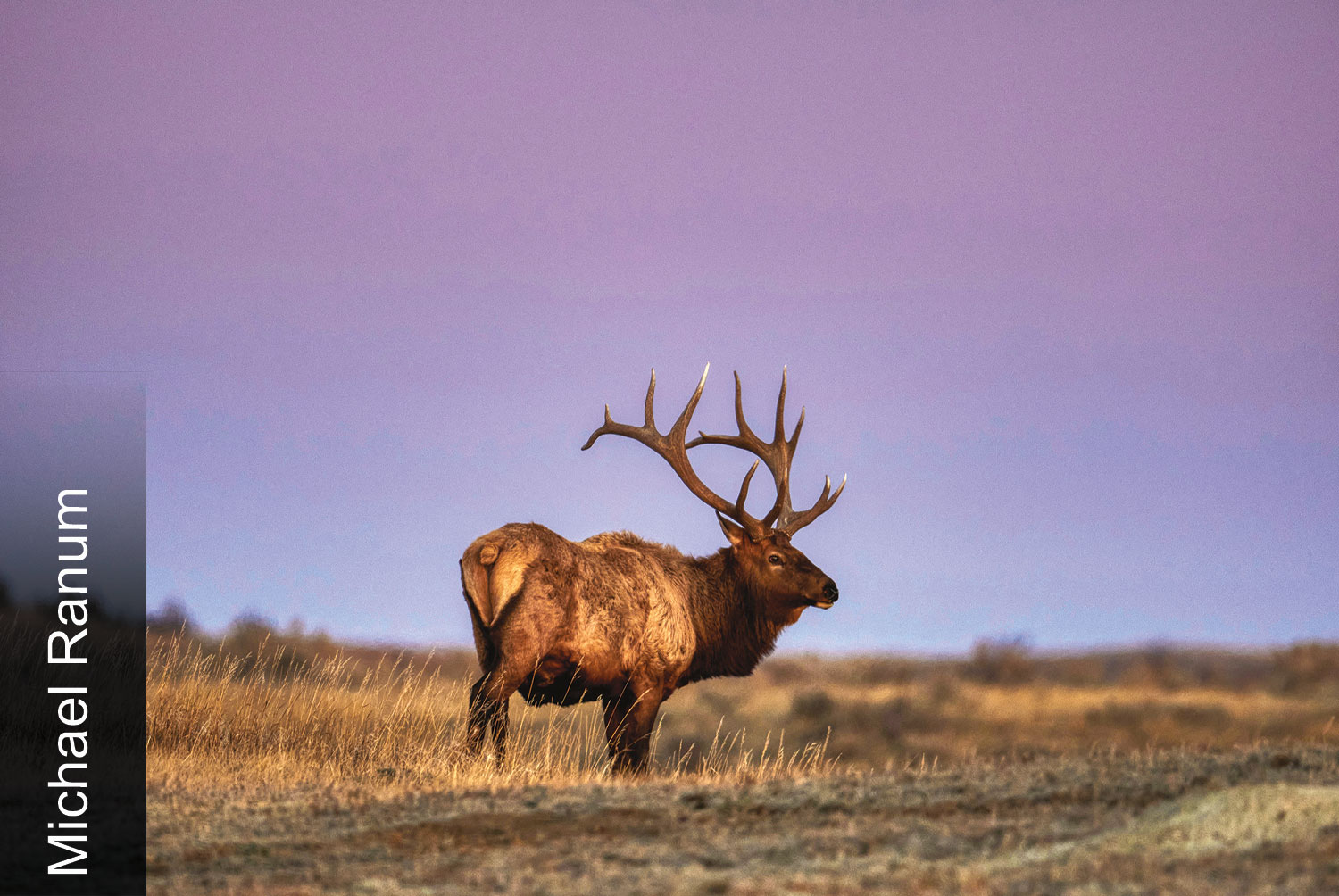 Elk