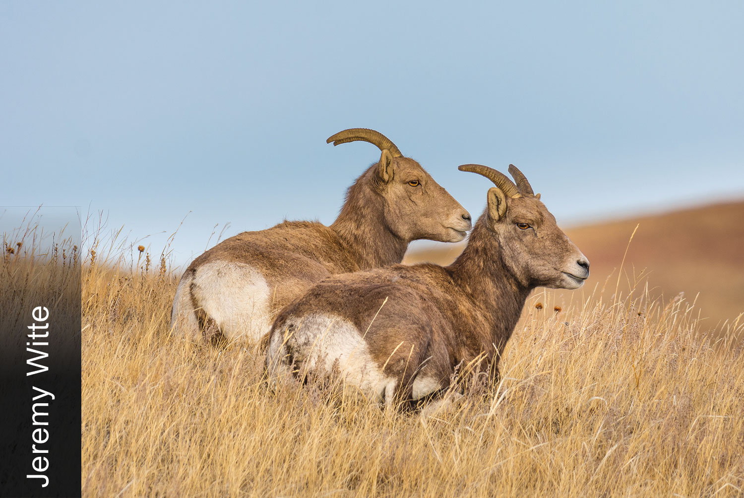 Bighorn sheep