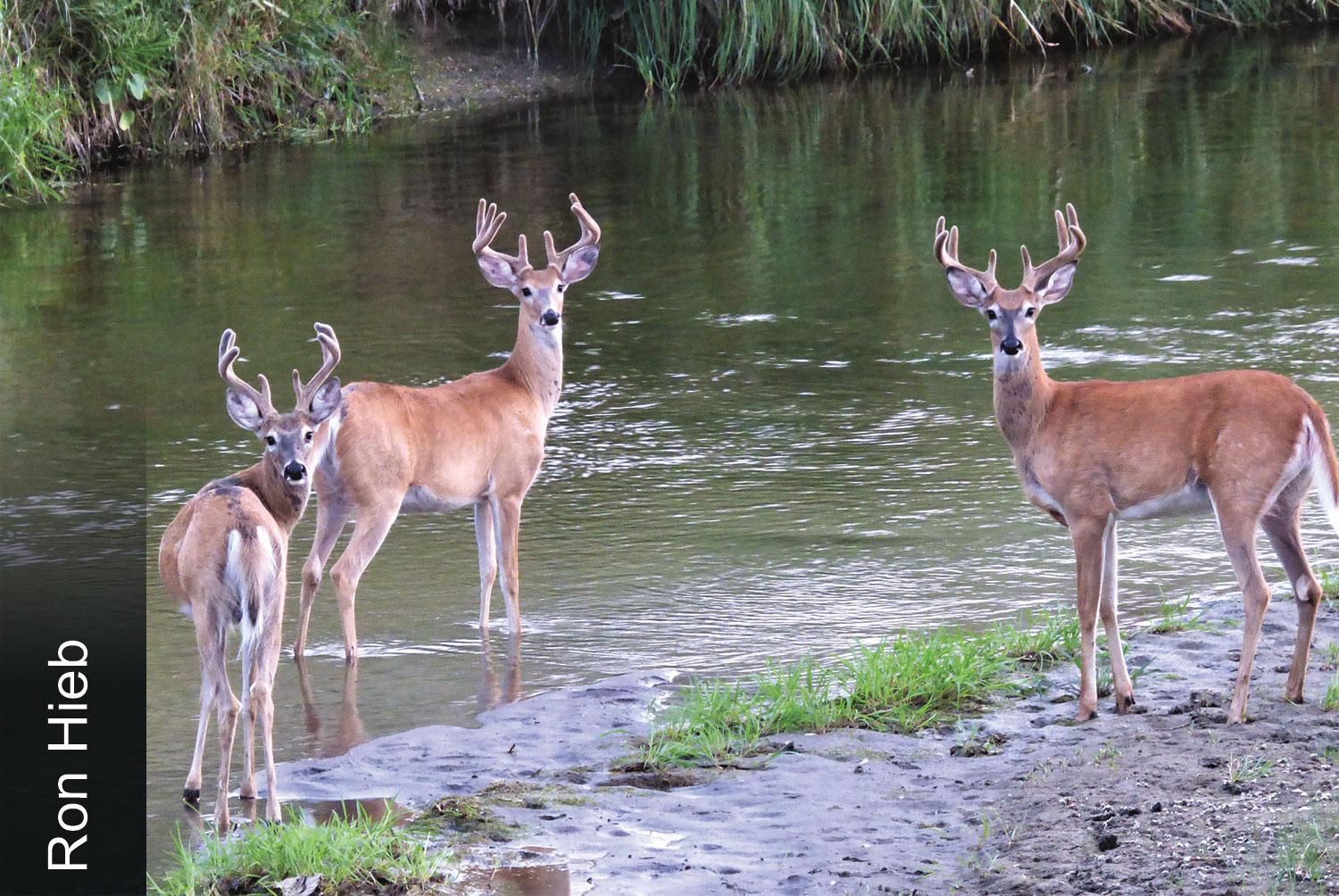 Whitetail bucks