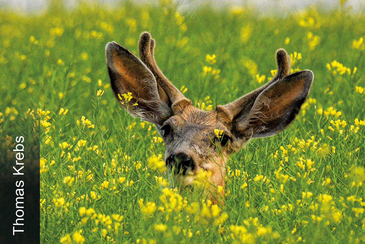 Mule deer