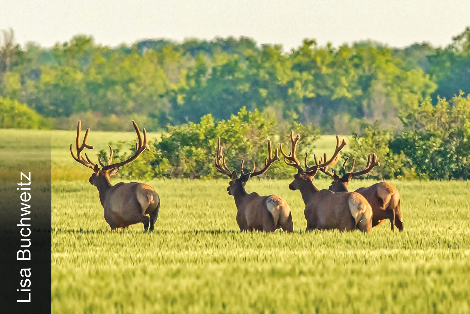 Elk