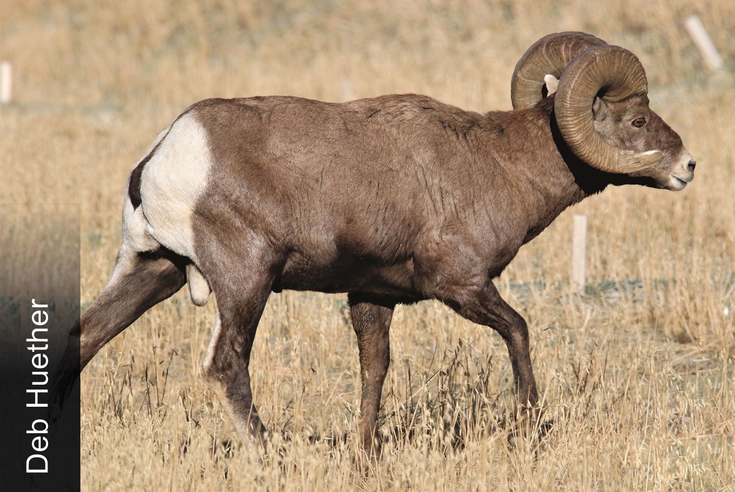 Bighorn sheep