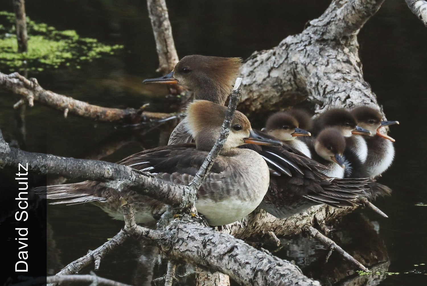 Hooded mergansers