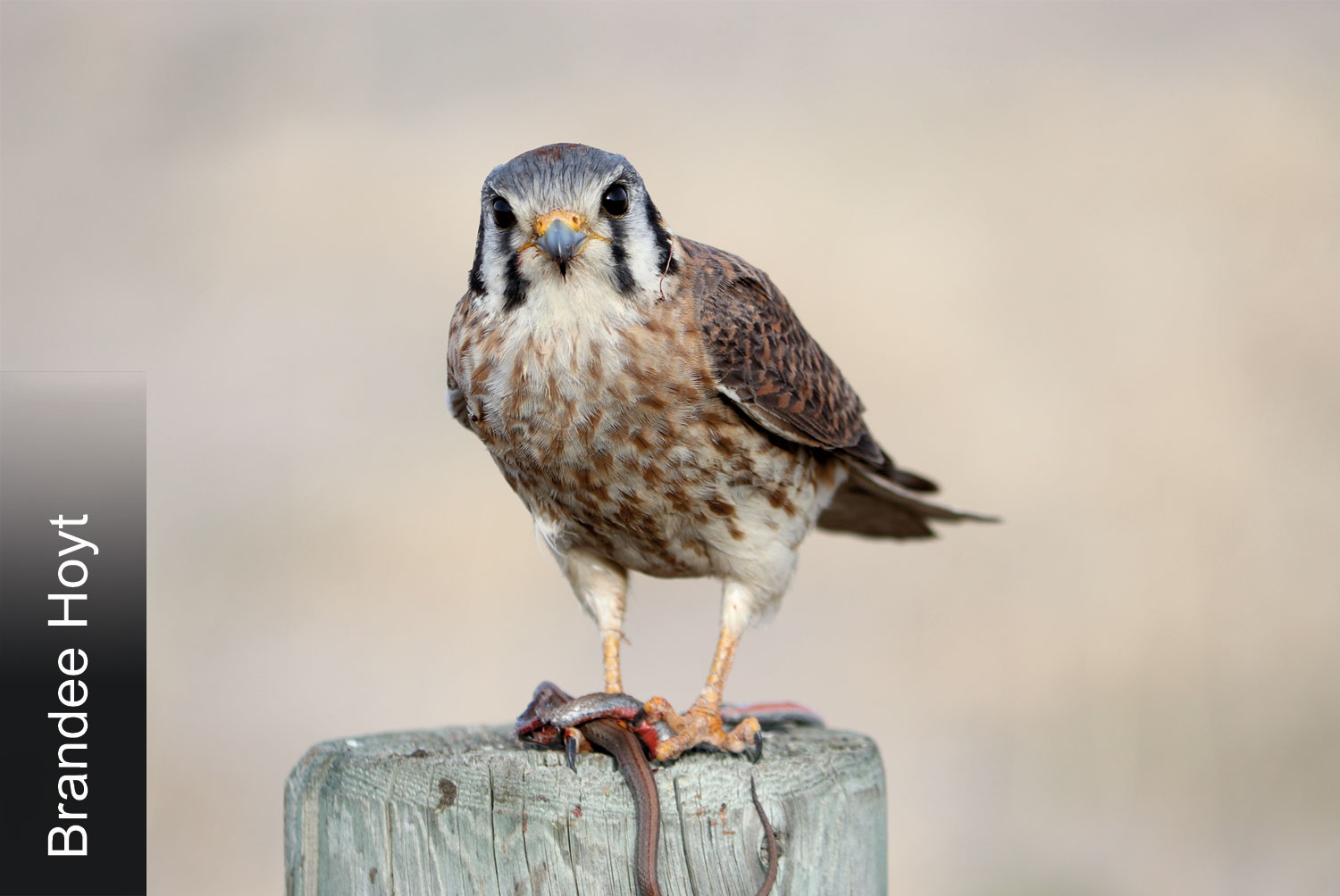 American kestrel