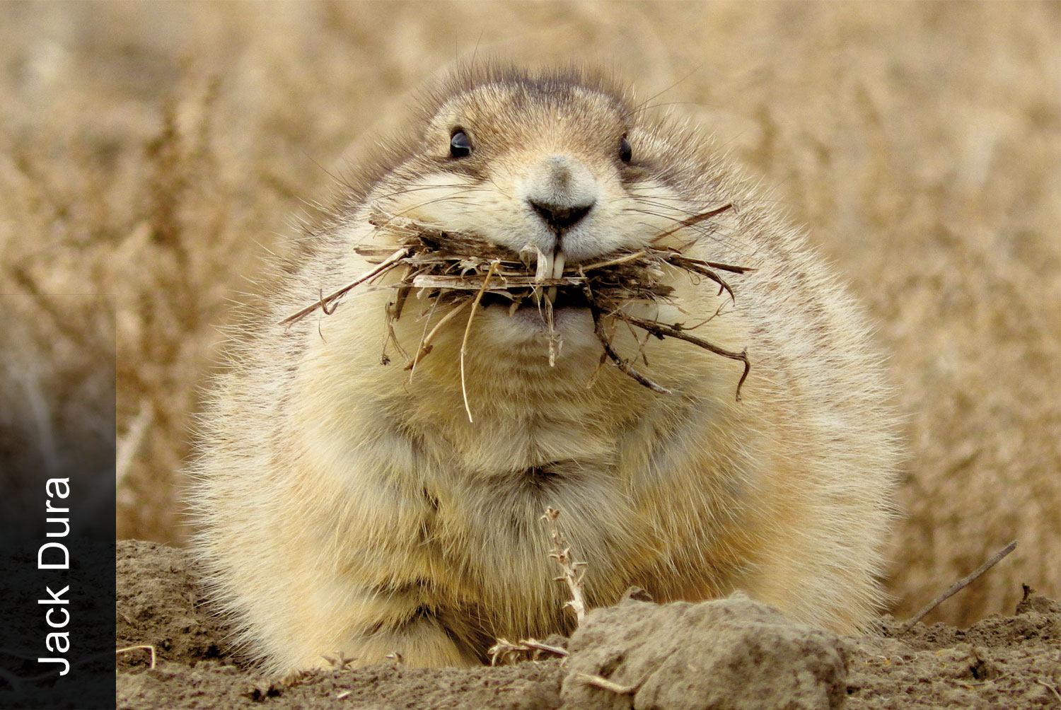 Black-tailed prairie dog