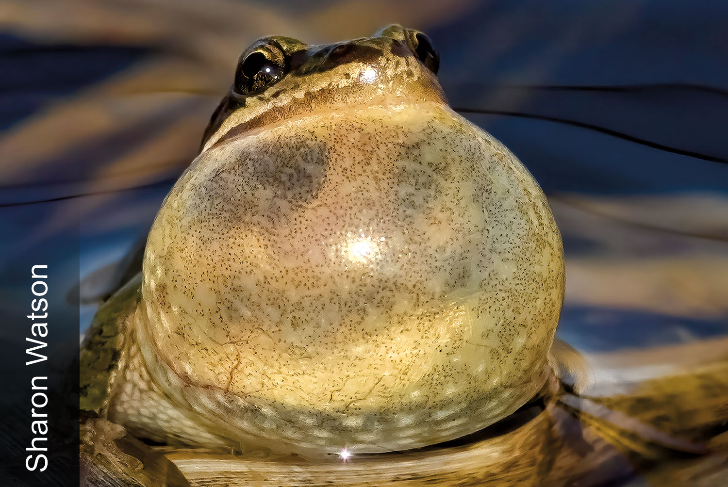 Chorus frog