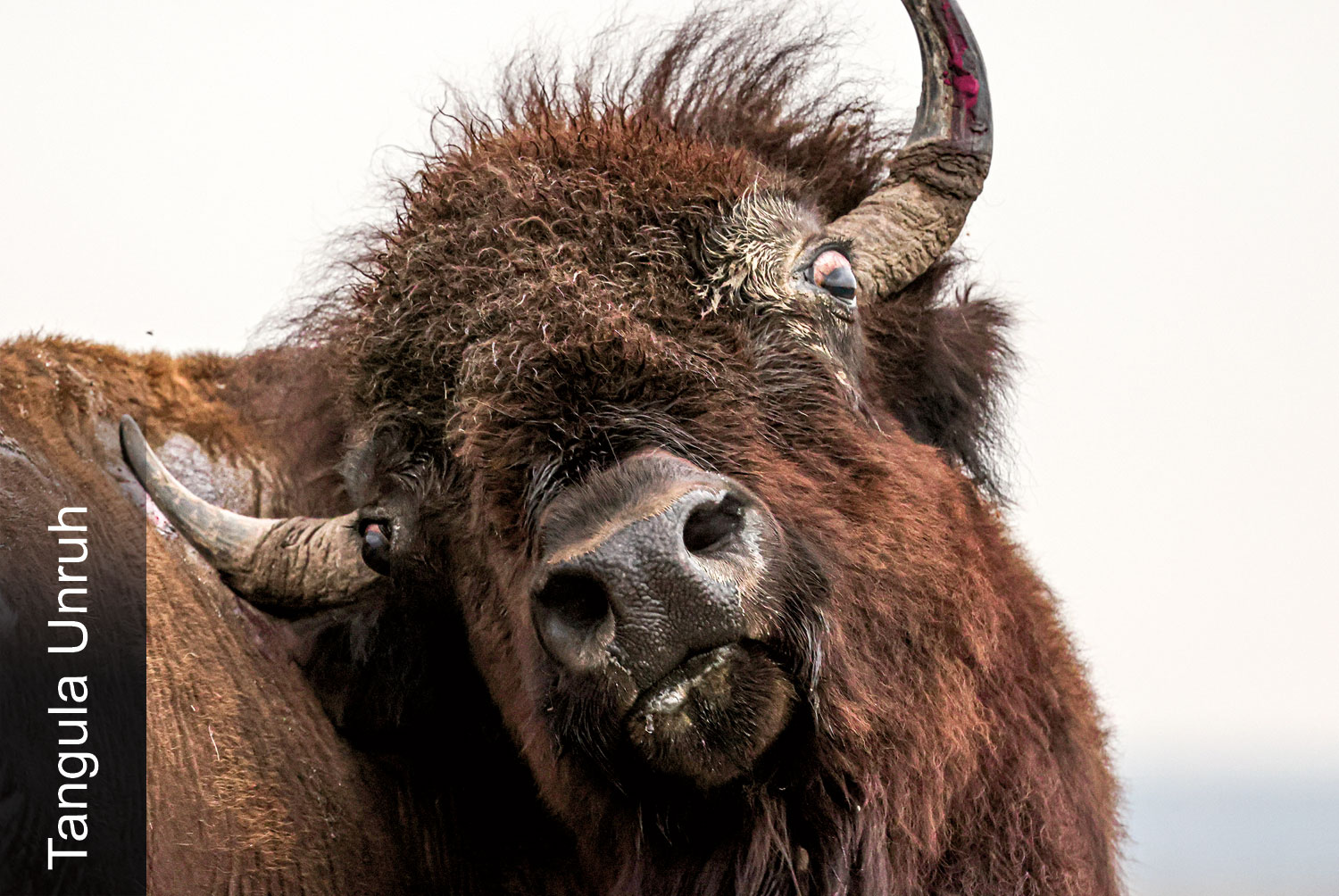 Bison