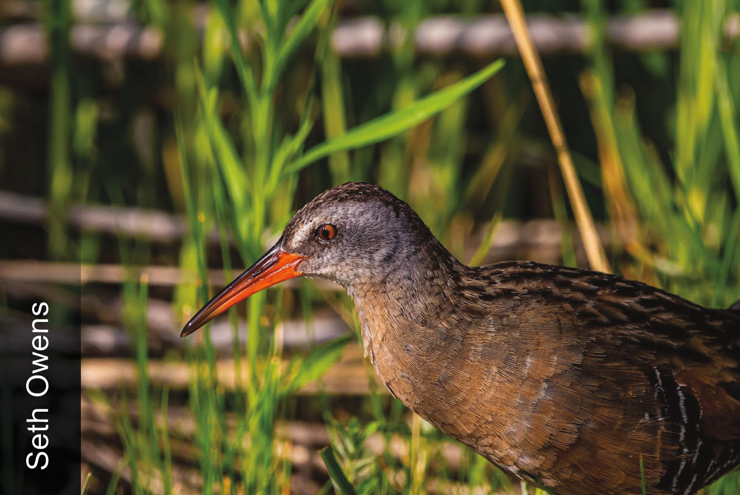 Virginia rail