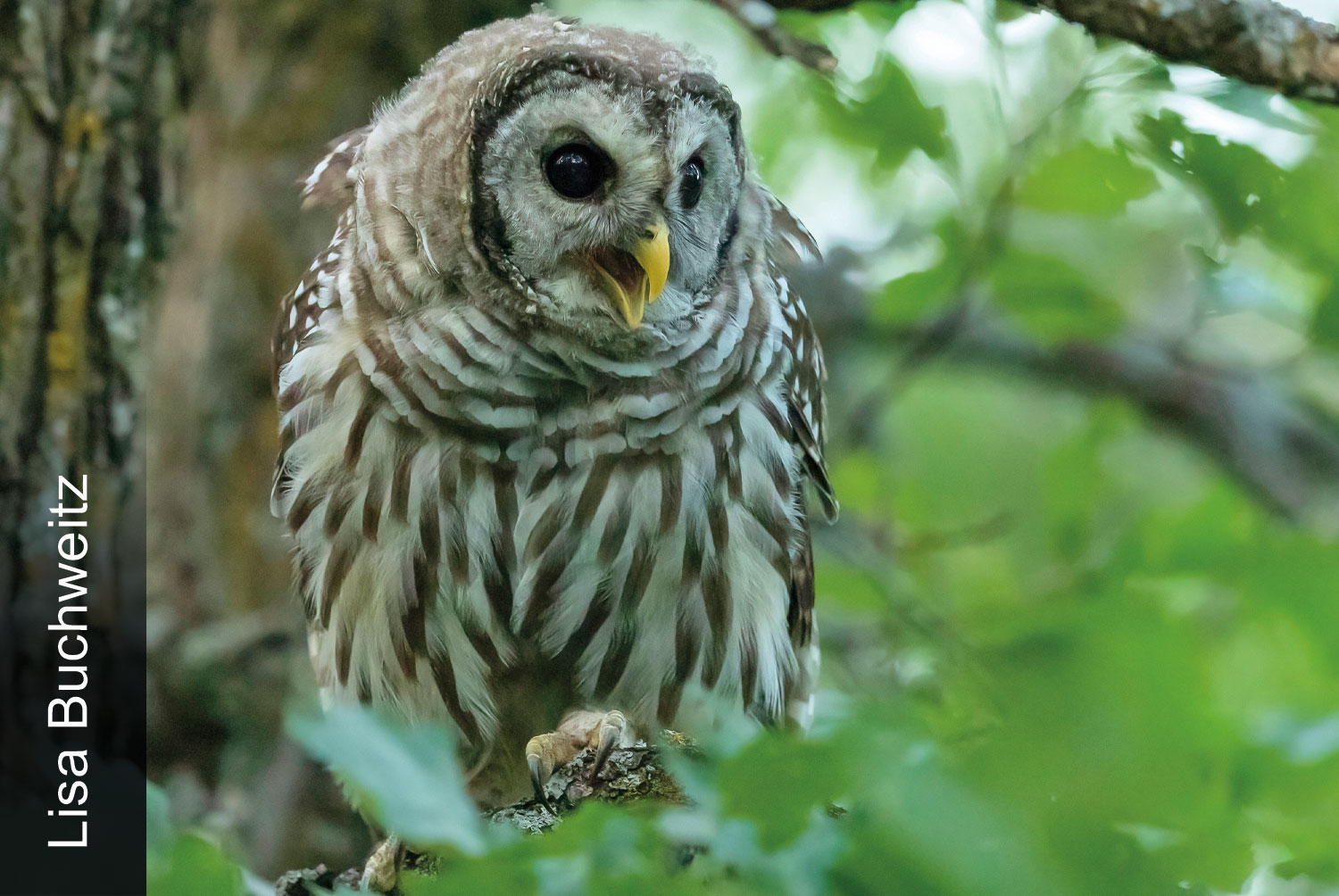 Barred owl